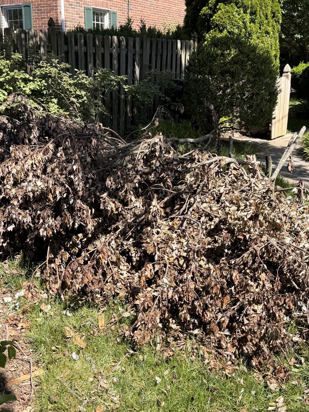 Brush pile in a Baltimore yard before Bluepeak hauled it
